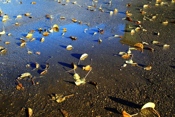 Fallen yellow leaves — Stock Photo, Image