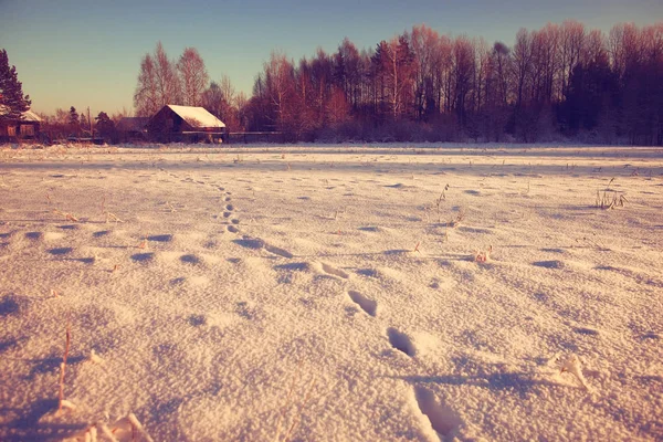 Winter forest frostat — Stockfoto