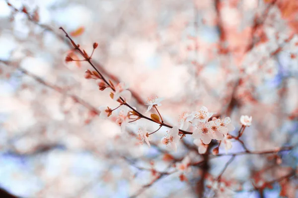 素敵な春の花 — ストック写真