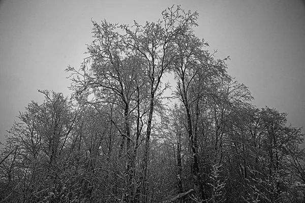 Mrazivá krajina se stromy — Stock fotografie