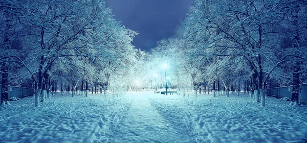 winter at night in the park
