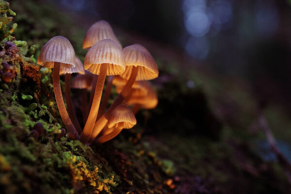 Группа ядовитых грибов-жаб
