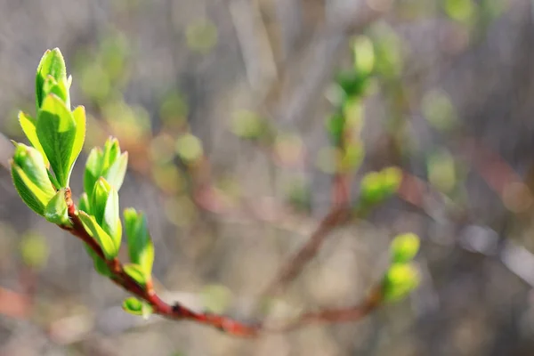Ramas de árboles de primavera con hojas — Foto de Stock