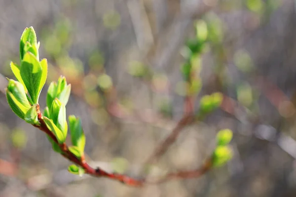 Äste mit Blättern — Stockfoto