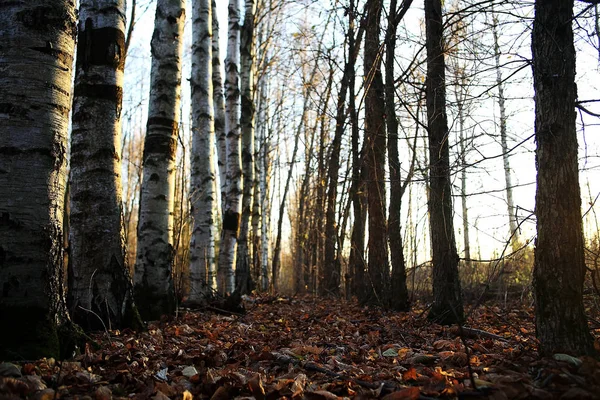 Paisagem florestal de outono — Fotografia de Stock