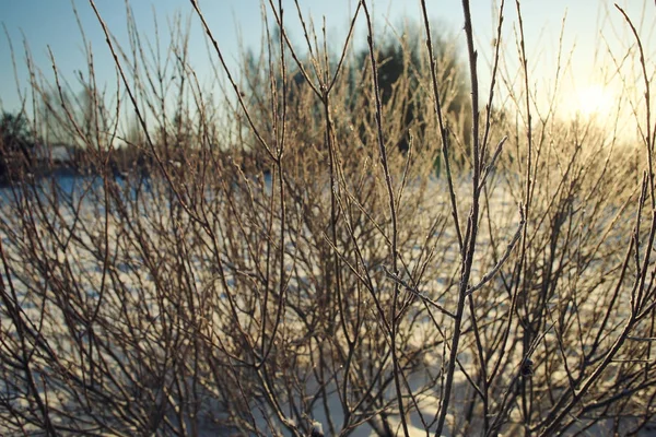 Świeży śnieg w zimowym lesie — Zdjęcie stockowe
