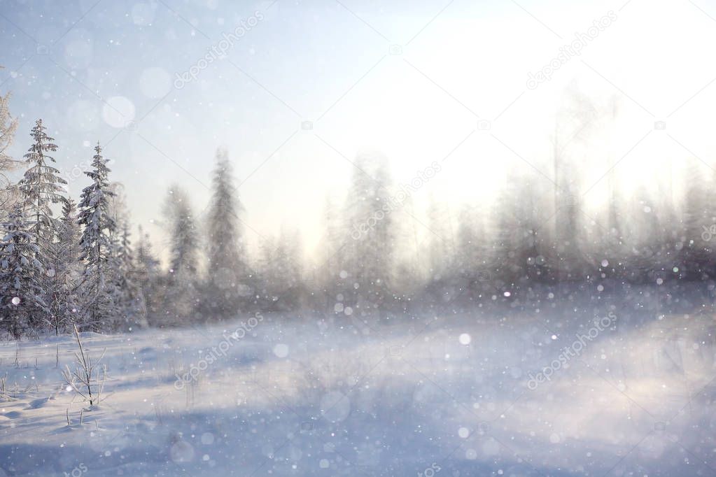 Fresh snow in winter forest