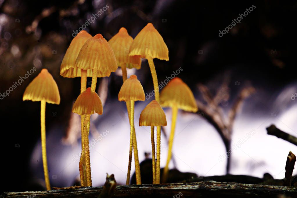 small poisonous mushrooms