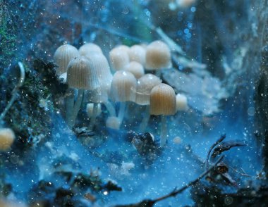 Zehirli mantar mantarı grup