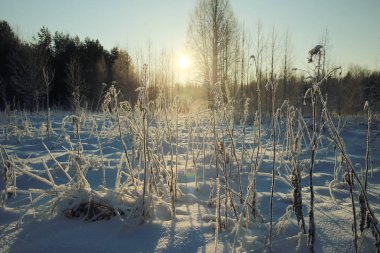 taze kar kış orman