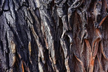 ahşap kalasların dokusu