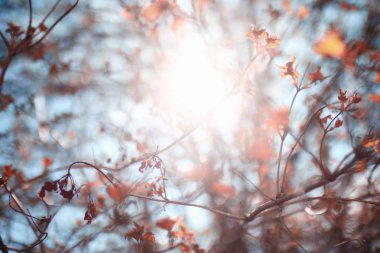 ağaç dalları yaprakları ile bahar