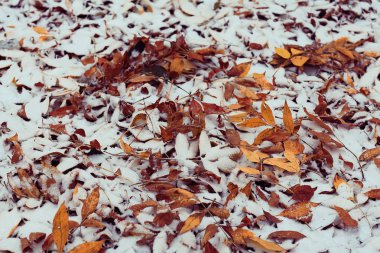 düşen sarı yapraklar