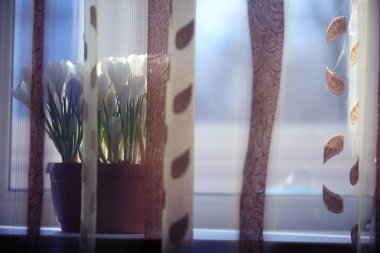 beyaz kır çiçekleri