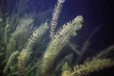 Sualtı yeşil algler