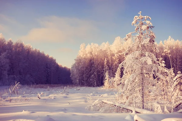 Floresta de inverno fosco — Fotografia de Stock