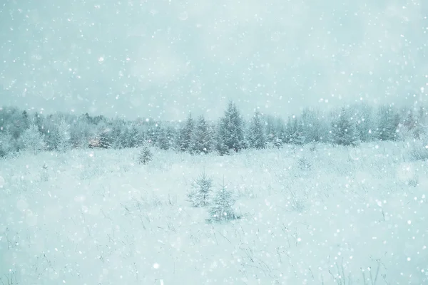 Замороженный зимний лес — стоковое фото