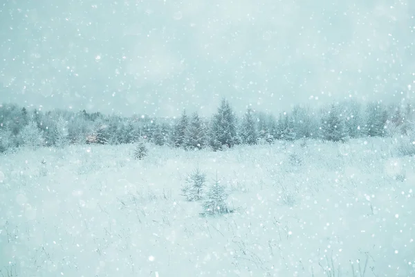 Winter forest frosted — Stock Photo, Image