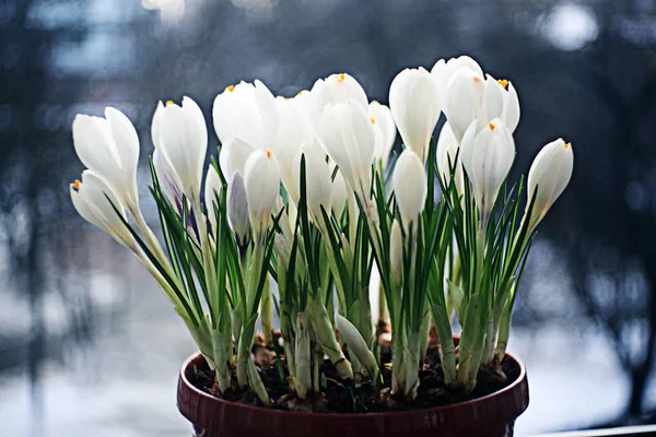 봄의 흰색 꽃의 남 비 — 스톡 사진