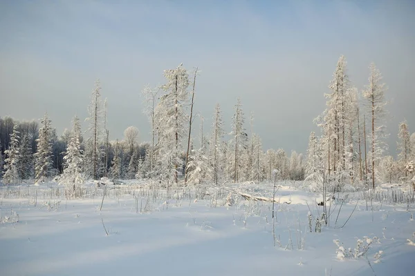 Winter forest frosted — Stockfoto