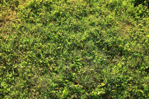 Brotes verdes de hierba joven —  Fotos de Stock