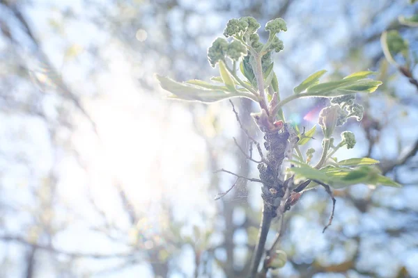 Brotes y hojas en una rama de árbol —  Fotos de Stock