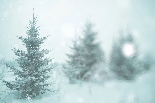 Vinter träd i skogen på Chrismas säsong — Stockfoto