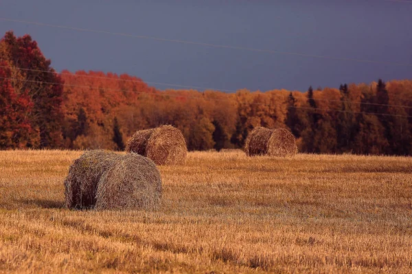 Landschap van hooibergen in een veld — Stockfoto