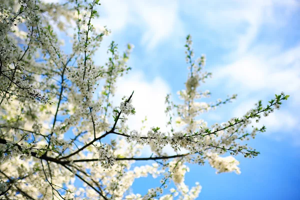 Ramos de árvore de primavera com folhas — Fotografia de Stock