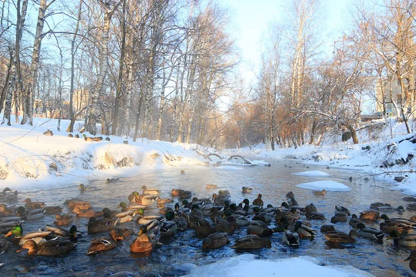 Patos nadando no lago de inverno — Fotografia de Stock