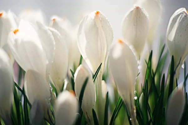 पांढरा फुलांचा वसंत ऋतु पुतळा — स्टॉक फोटो, इमेज