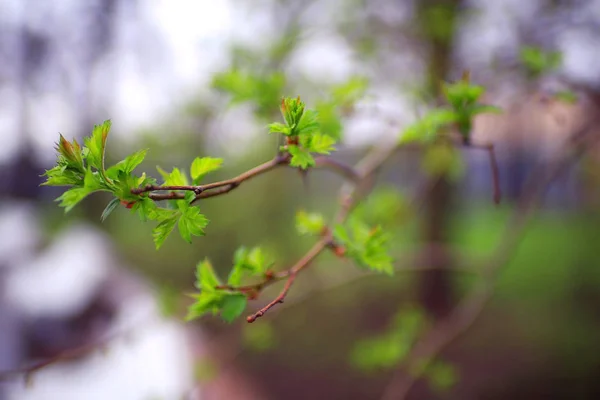 Folhas verdes jovens — Fotografia de Stock