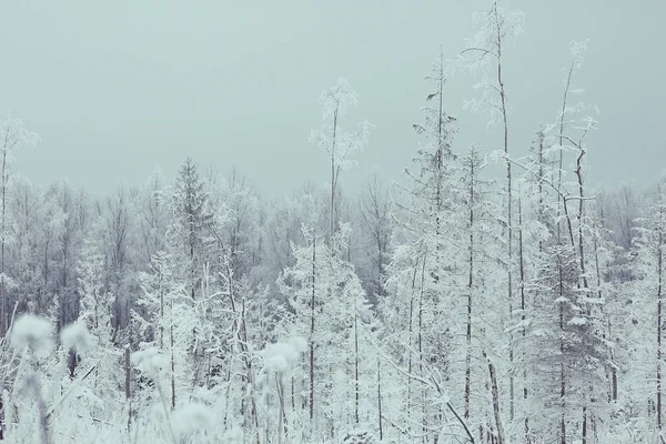 Tło zima Las — Zdjęcie stockowe