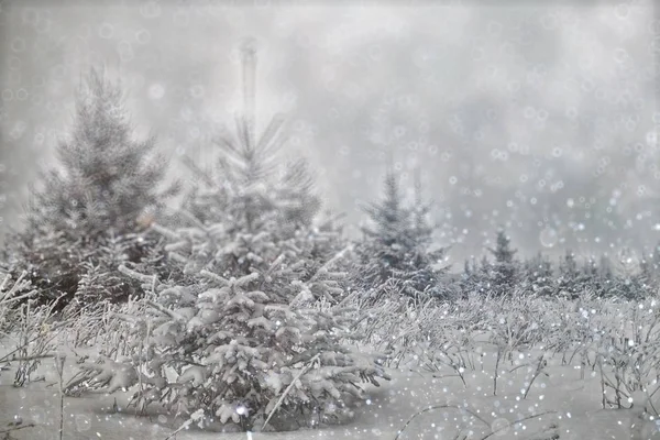 Zimą drzewa w lesie, Chrismas sezon — Zdjęcie stockowe