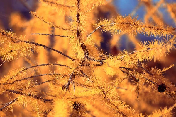 Žluté listí — Stock fotografie