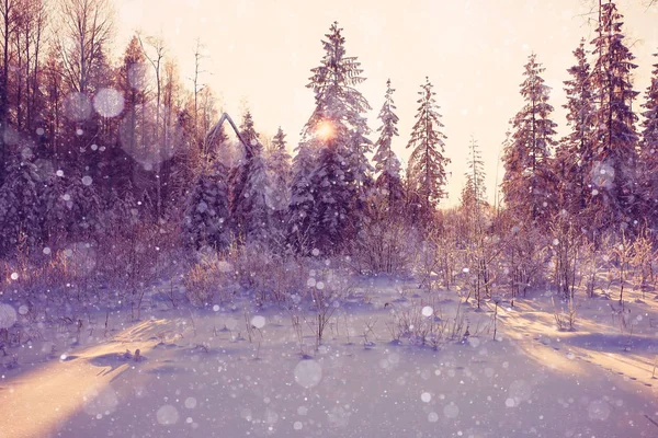 Soğuk kış sabah doğa — Stok fotoğraf