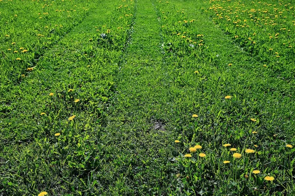 Vers voorjaarsgroen gras — Stockfoto