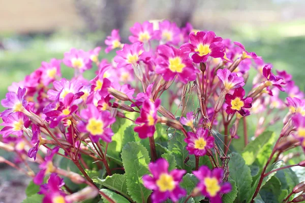 Färgglada små vilda blommor — Stockfoto