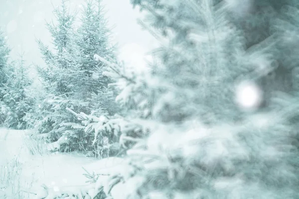 Chrismas sezon ormandaki ağaçlar kış — Stok fotoğraf