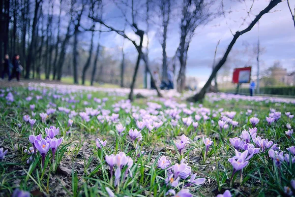 Spring flowers under sunlight — Stock Photo, Image