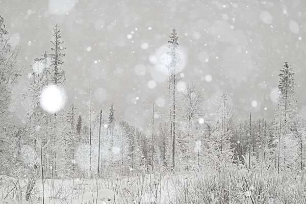 Фон зимовий ліс — стокове фото