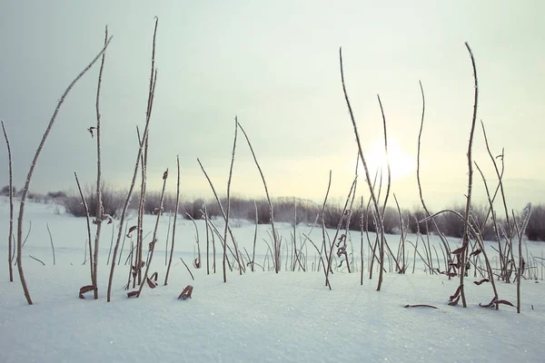 Torrt gräs täckt med rimfrost — Stockfoto