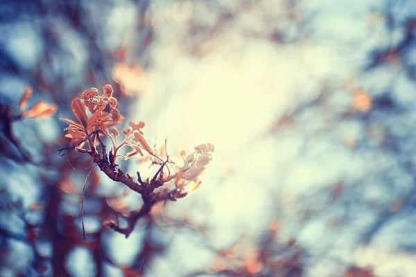 Szép tavaszi virágok — Stock Fotó