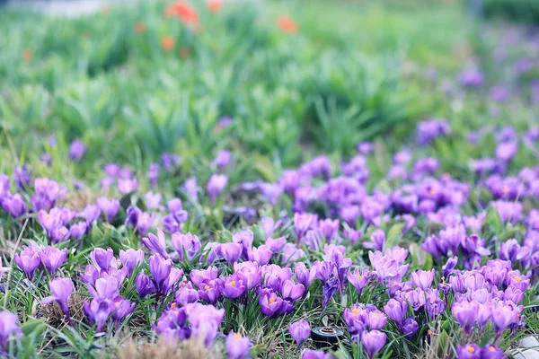 Flowerbed  in the city park — Stock Photo, Image