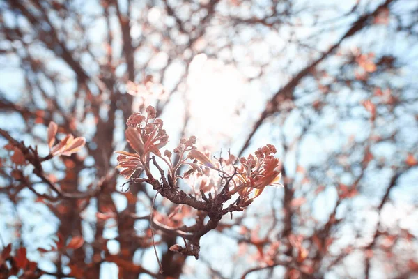 Preciosas flores de primavera —  Fotos de Stock
