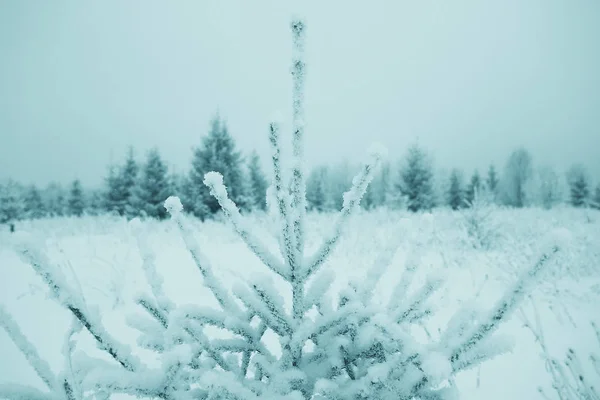 Paisagem de Natal com abetos jovens — Fotografia de Stock