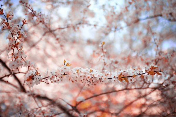 Квітучі вишневі квіти — стокове фото