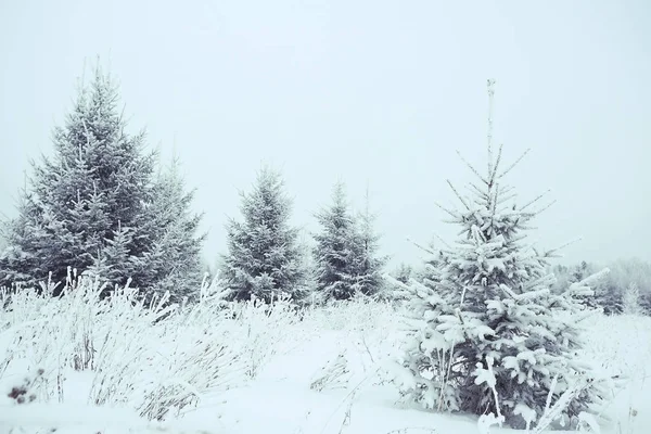 Nieve en el paisaje invernal — Foto de Stock