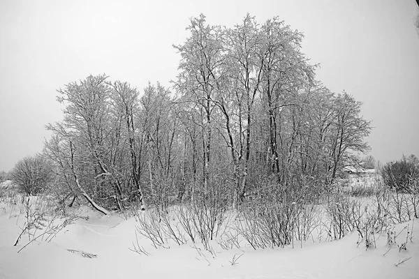 木々 の冷ややかな風景 — ストック写真
