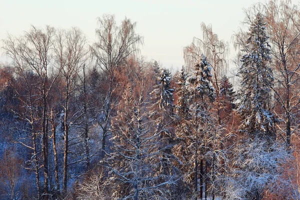 Winter forest frostat — Stockfoto